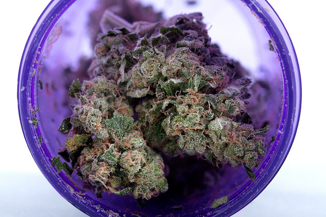 grow-your-weed:  Grow your own cannabis - Click here