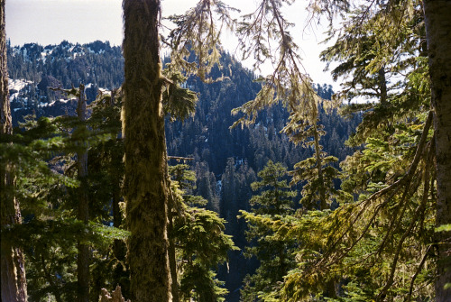 the69thdimension: Sinking deep into the forest… Kodak Pro 400 // Leica M5 