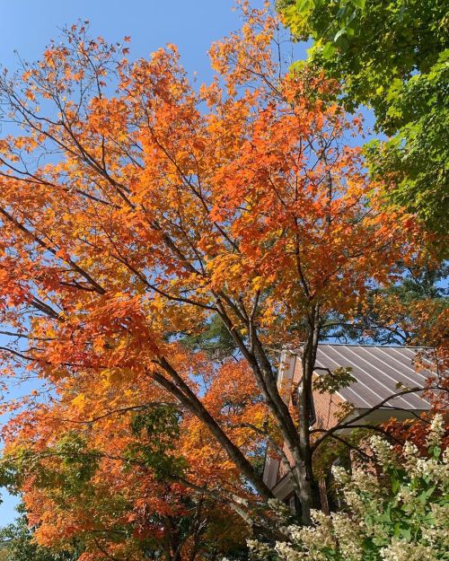 the beyond glorious summer led to a drought that led to a spectacular but early foliage. Quick quick