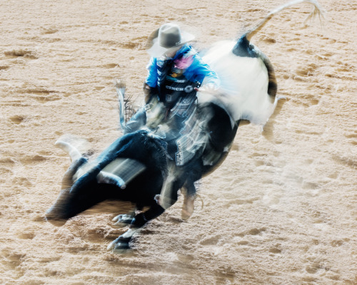 thomasprior:  Bull outtakes II
