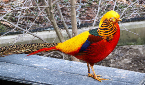 lotsandlotsofbirds: actual-anime-antagonist: end0skeletal: The golden pheasant is a bird native to 