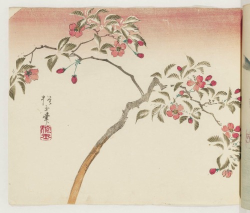 heaveninawildflower:‘Flowering Aronia’ (Edo period). Woodblock print by Yamada Hôgyoku (Japanese, ac