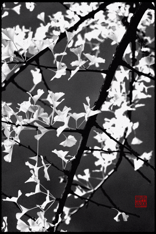 blankamateno:ginkgo    //    b l a n k a  m a t e n o 