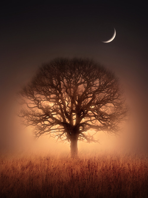 curvaceouslysimple:  Let’s get away, you and I.  Under the tree by the light of the moon we will find one another and kiss to the music of the wind. 