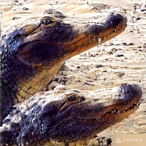 Playing around with Prisma American alligators