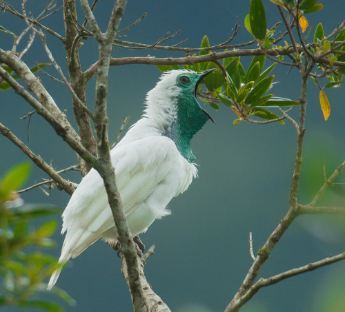 linaevelovesyou:raideo:libutron:Bare-throated Bellbird - Procnias nudicollisThe Bare-throated bellbi