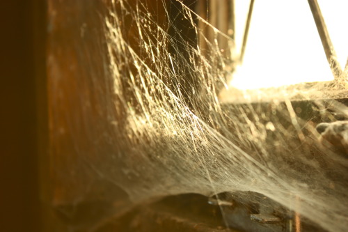 Last summer, exploring an abandoned house. Get vaccinated for tetanus before attempting.