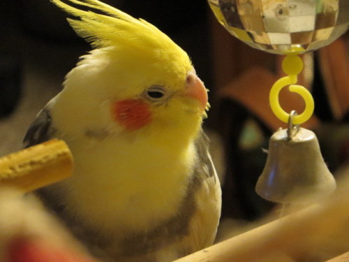 Perrin hanging out by his mirrorball bell. He loves bells and he loves disco. It is his perfect toy.