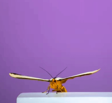 Moths Flying In Slow Motion Gif Pack!