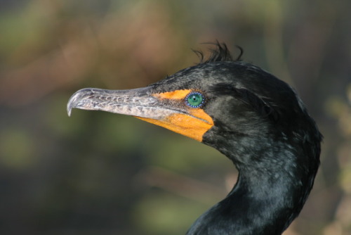 Double-crested cormorant, Everglades National Park, Florida