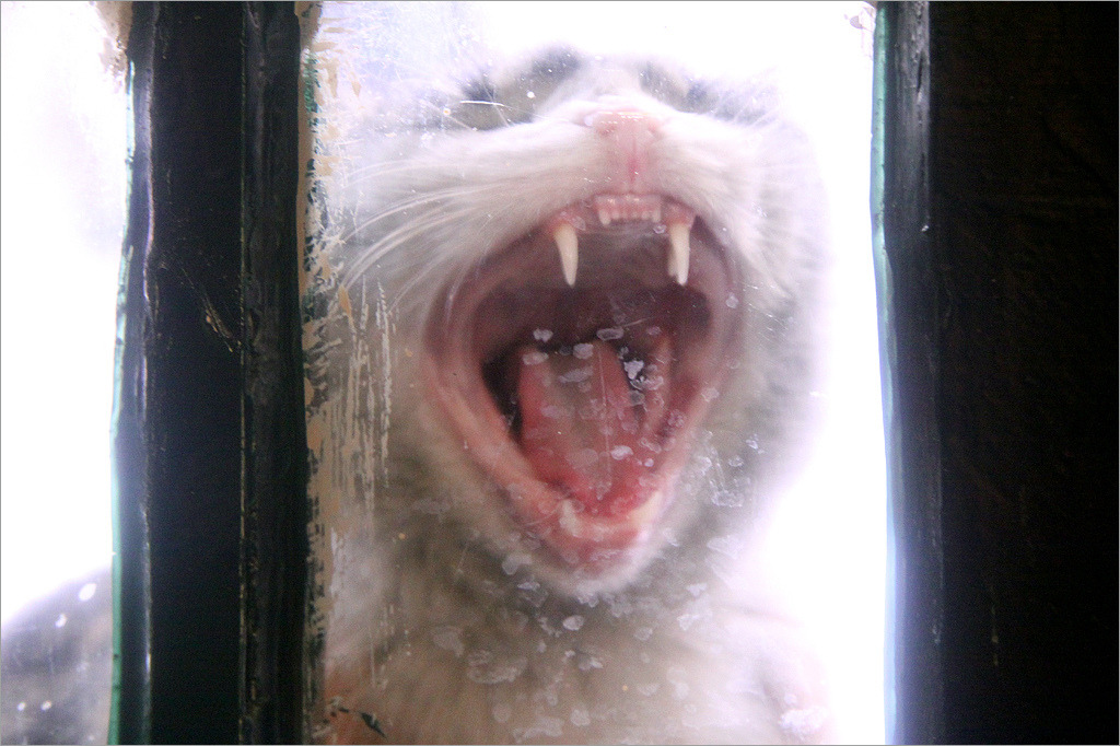 “Heathcliff, let me in! It’s me, Cathy! I’ve come home!”
Photo by ©Bahman Farzad - Lotus Flower Pictures