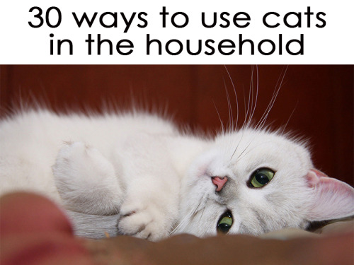 Hilarious! 30 ways to use your cat in household! Funny and ridiculous thing your cat can do for you!