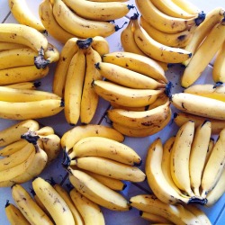 ha-ze:  bananas for nanas 🍌🍌🍌 // from my instagram: @chloessun  