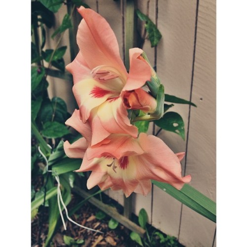 My Gladiolus are really taking hold in their new home! #greenthumb