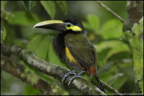 Yellow-eared Toucanet (Selenidera spectabillis) Costa Rica | ©Paul Bratescu Selenidera spectabilis (