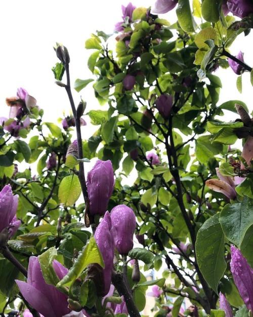#springhassprung #tuliptree #raindrops (at Alamo Square) Https://www.instagram.com/michaelgbroeker/p/BukDVRSAYTF/?utm_source=ig_tumblr_share&igshid=1qtky9o2kho0c