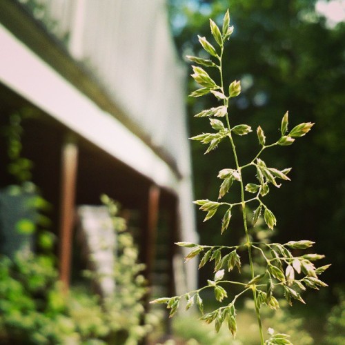 Photo from June 04, 2015 at 04:20PMThis is a pretty neat plant. #pretty #neat #plant via Instagram