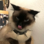 thewichcatt