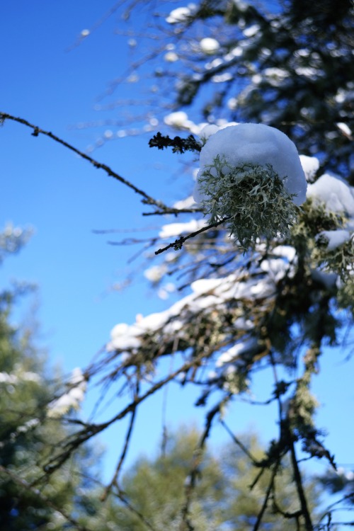 lichen