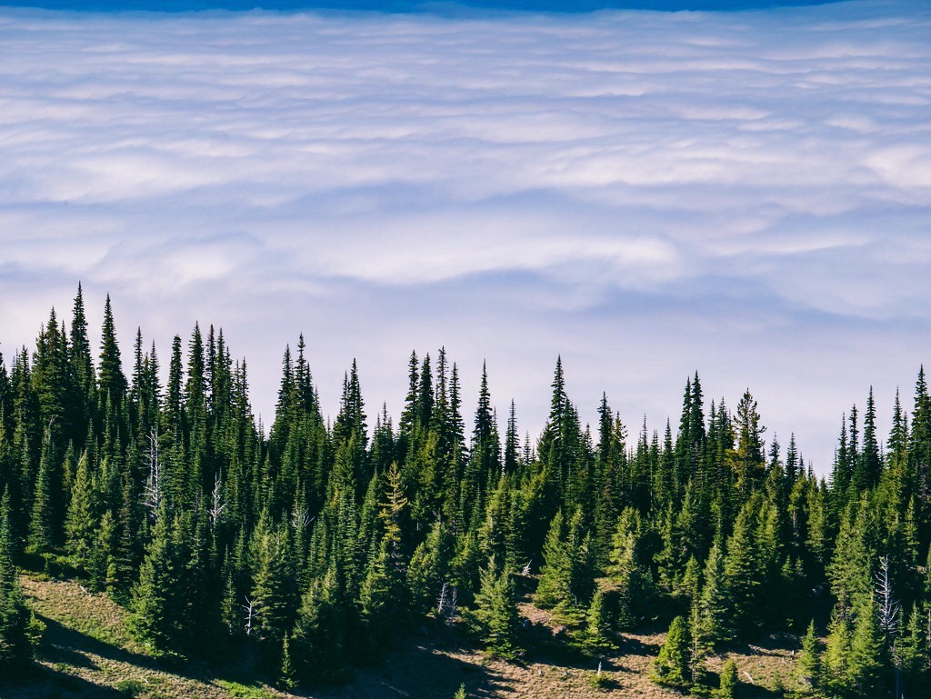 archaeheart:  in the clouds // Washington, 2017