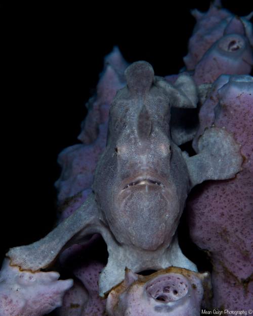 Purple People Eater…Giant Frogfish (Antennarius commersoni) - Atmosphere Resorts House Reef, 