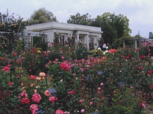 freckles-and-books:The Huntington Library–Rose Garden (San Marino, CA)
