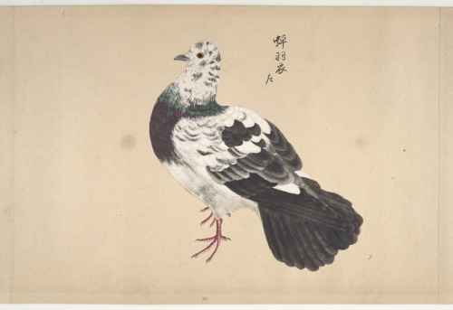 heaveninawildflower:Studies of pigeons (Japan, 19th century). 118 ornithological studies of pigeons.