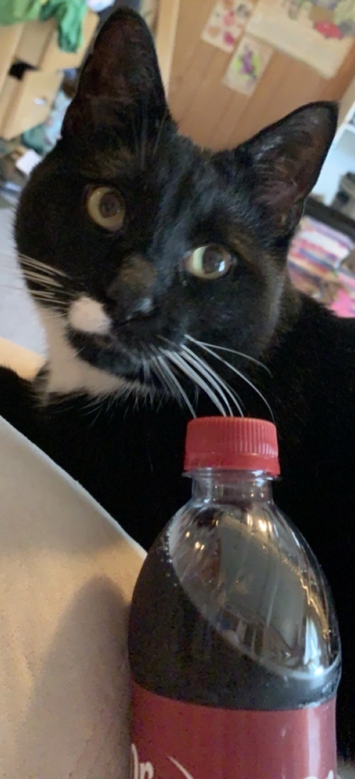 Jeffrey The Cat!