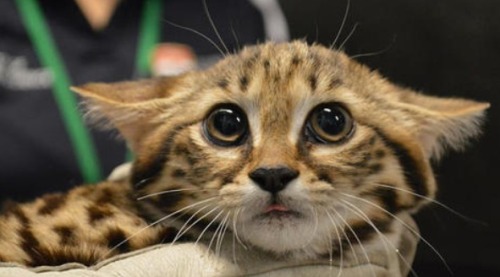 itsplanty: Black-Footed Kitten !!!! LOOK AT THAT FACE !!!!!