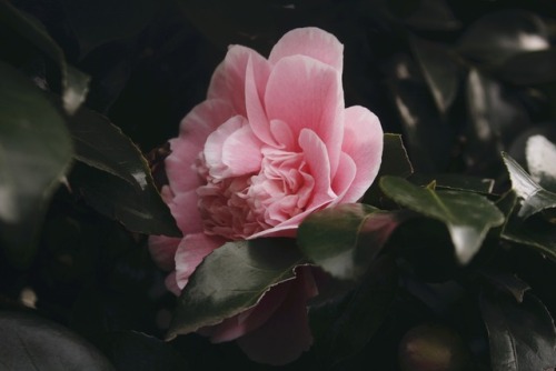 Spring CamelliaPortland, OregonMarch 2017Website