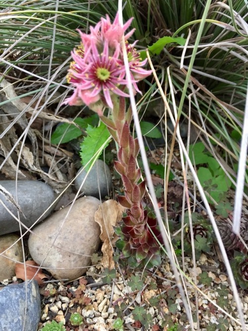 Sempervivums are so weird!