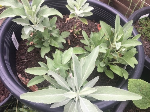 My white sage is loving this weather… growing nicely but I think I might buy a few more white