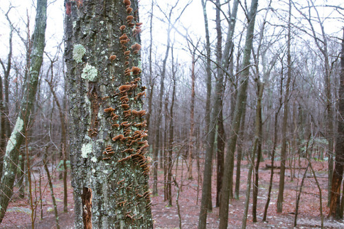 Fungus by Christopher Cook