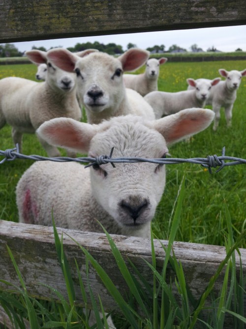 thebloominuniverse: Started taking a picture of this lamb then they all wanted to be in the shot