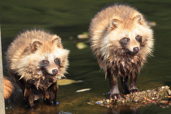 What the heck is a tanuki? 8 things you didn’t know about raccoon dogs
Native to East Asia, these frequently misrepresented animals are unique, gentle creatures that serve as major cultural icons in Japan.