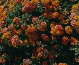 1cf6a6b61398965b9b576ace90884423d5d19bfe.gifv