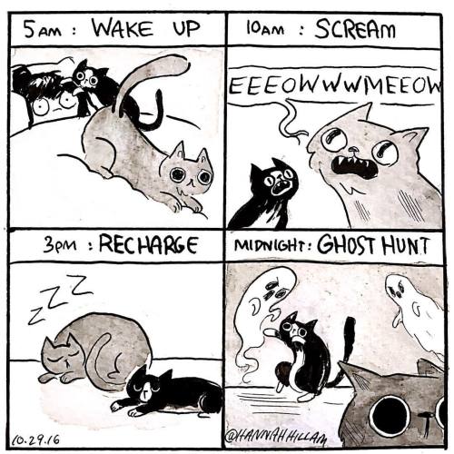 verbalvomits:  In honor of #nationalcatday I drew my cat’s daily schedule. 