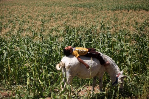 fotojournalismus: A boy enjoys the sun atop a donkey grazing in a field in the northern Gaza Strip o