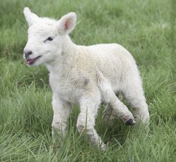 stlamb:lamb baby with an extra limb.