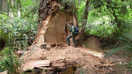 Burl PoachingRedwoods are the tallest trees in the world and among the oldest. Their wood has long b