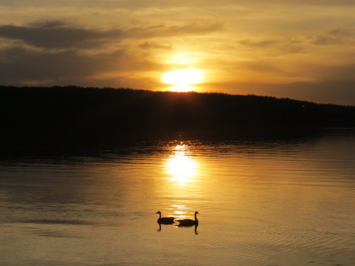 A couple geese joined us for this sunset in Waskesiu.