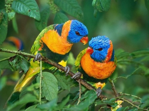 Red-Collared Lorikeets