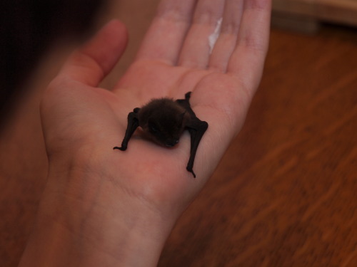 cornflakepizza:jonahisdeadly:So this here is the little bat we’re currently taking care of (we’re ru