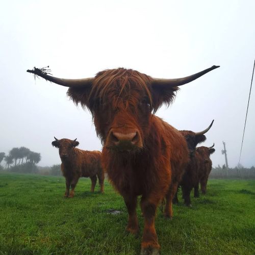 i herd you had treatsheilan coo clan via stony croft