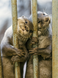 magicalnaturetour:  We want food!!! (by Tambako the Jaguar)