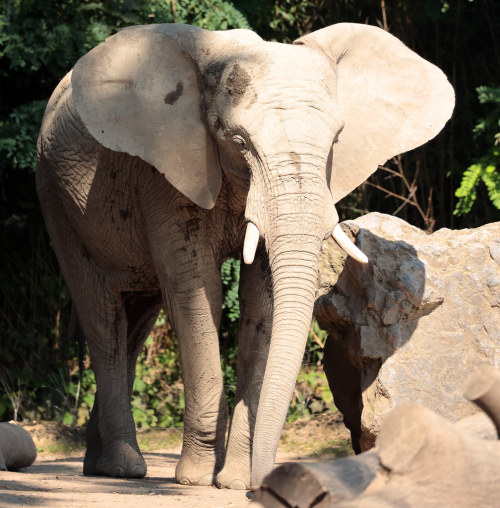 Here we see a packy from Zoo Duisburg, as it hangs out by the rocks &amp; enjoys some nice shade