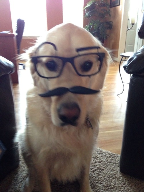 Me? A Dog?