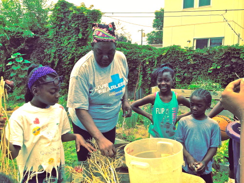 seedkeeping:We cleaned Mizuna seed at Pentridge Children’s Garden yesterday! See the photo descripti