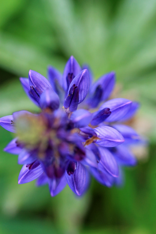 But this lupin/lupine was still in fine shape. Yeah, I wanted to be creative with the angle there ;)