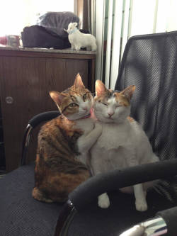 unimpressedcats:  Your mother and I are so